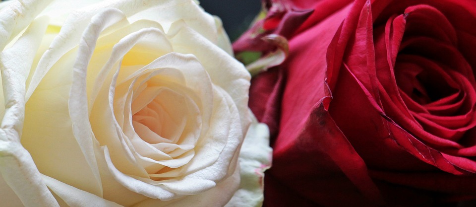 Белые и красные розы
