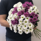 Букет из 15 белых и фиолетовых хризантем