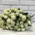 Букет из 35 белых пионовидных роз