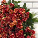 Букет из 35 кустовых розовых роз