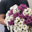Букет из 15 белых и фиолетовых хризантем
