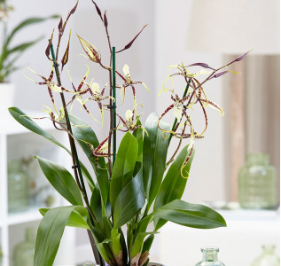 Орхидея Брассия Тоскана (Орхидея Паук) 60 см