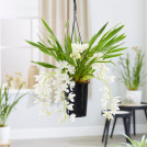 Орхидея каскадная Цимбидиум Сара Джейн (Айс Каскад) 60 см