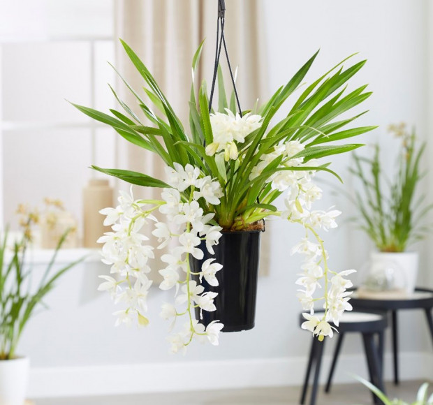Орхидея каскадная Цимбидиум Сара Джейн (Айс Каскад) 60 см