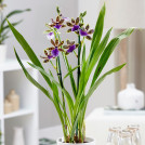 Орхидея Зигопеталум Трози Блю 60 см