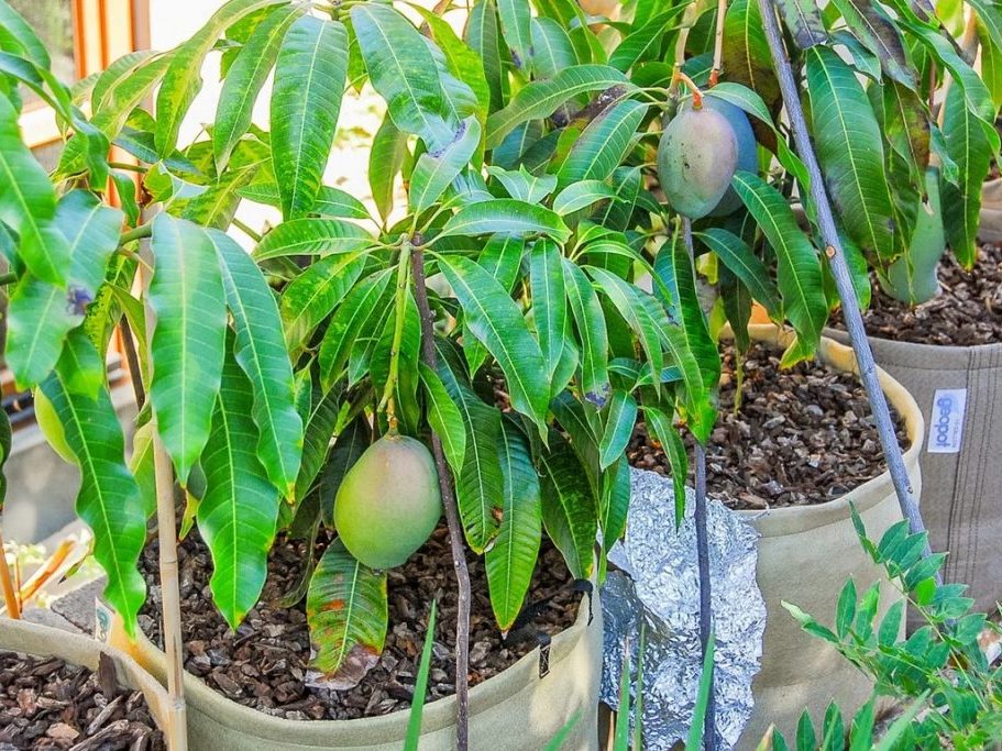 Подбор подходящей почвы для манго