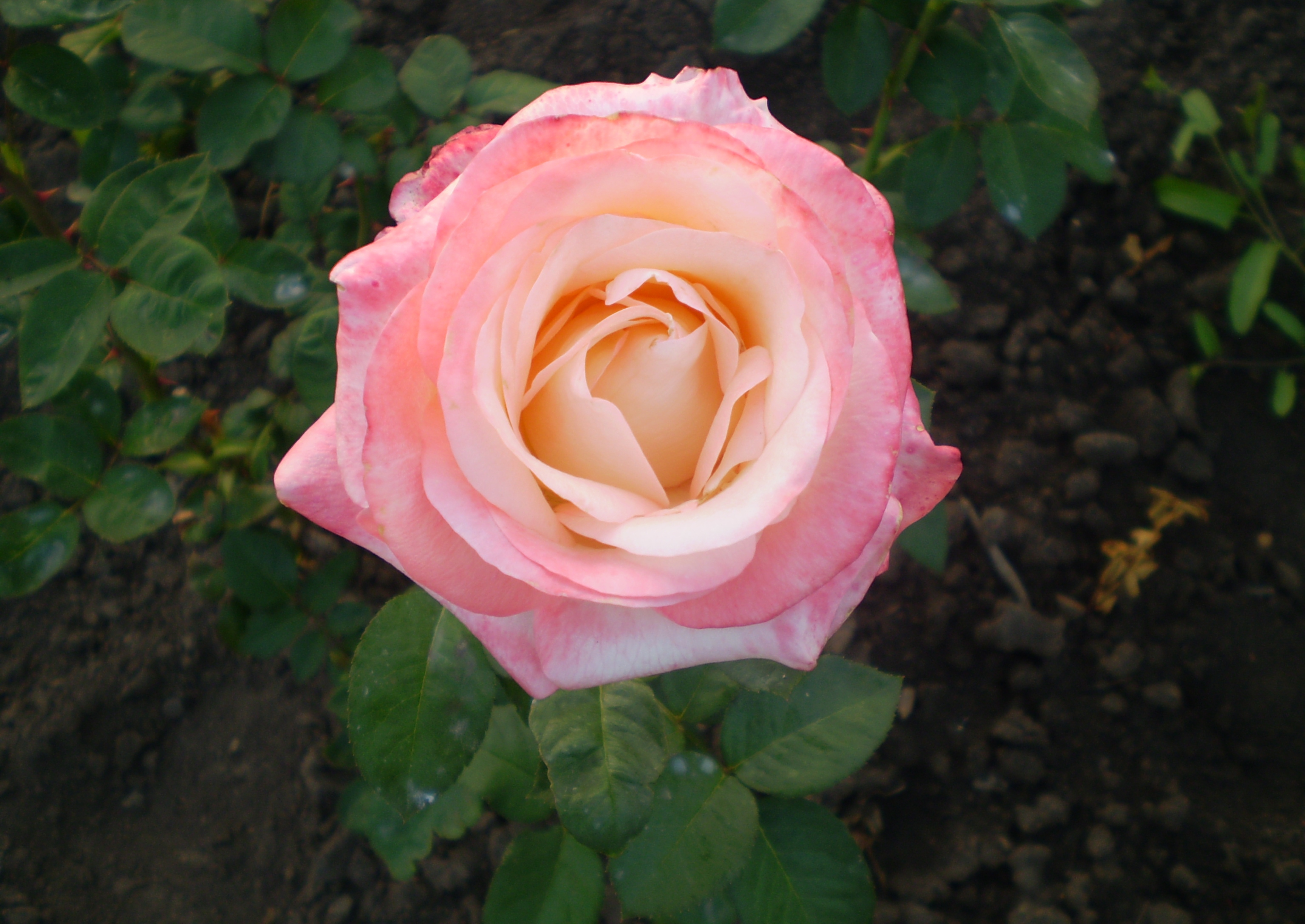Bella rosa