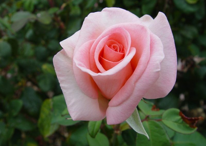 Сорта чайно-гибридных роз: названия, описания, фото и отзывы. Расширенная информация