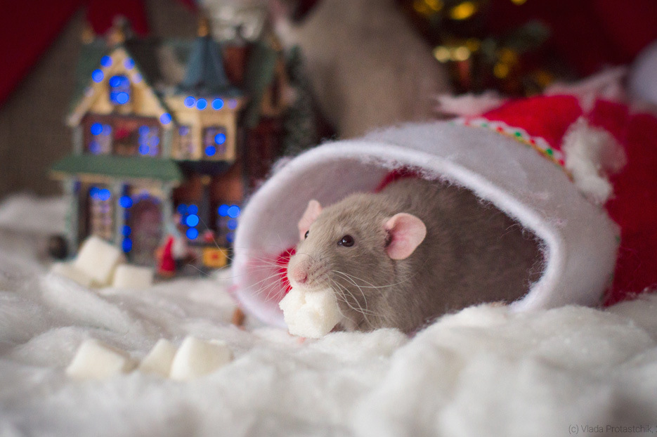 Крыса как символ домашнего уюта