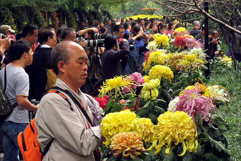 Фестиваль хризантемы в Народном парке Чэнду