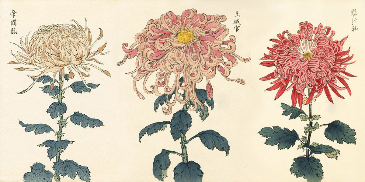 Хризантема в японских рисунках