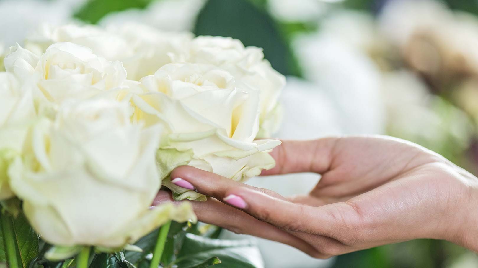 Белые розы в женских руках. Женщина выращивает розы. Как определить свежесть роз.