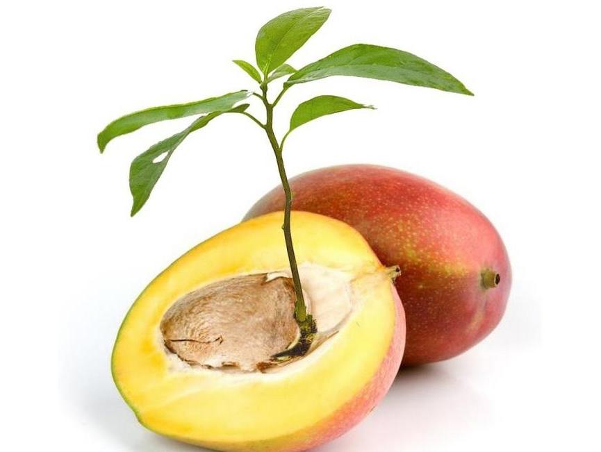 Спелый манго как выглядит внутри фото
