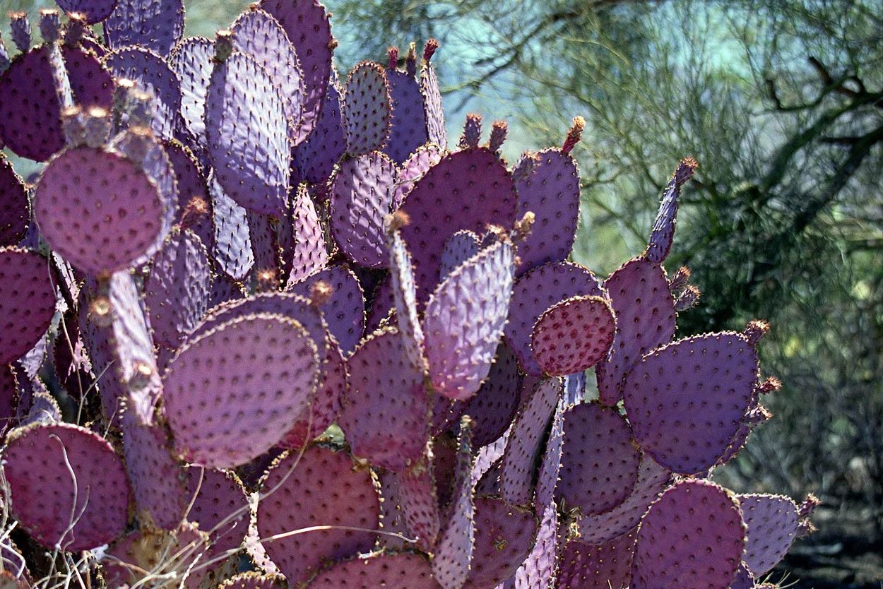 Мексиканский кактус опунция