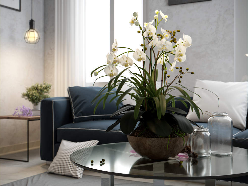 Орхидея в гостиной